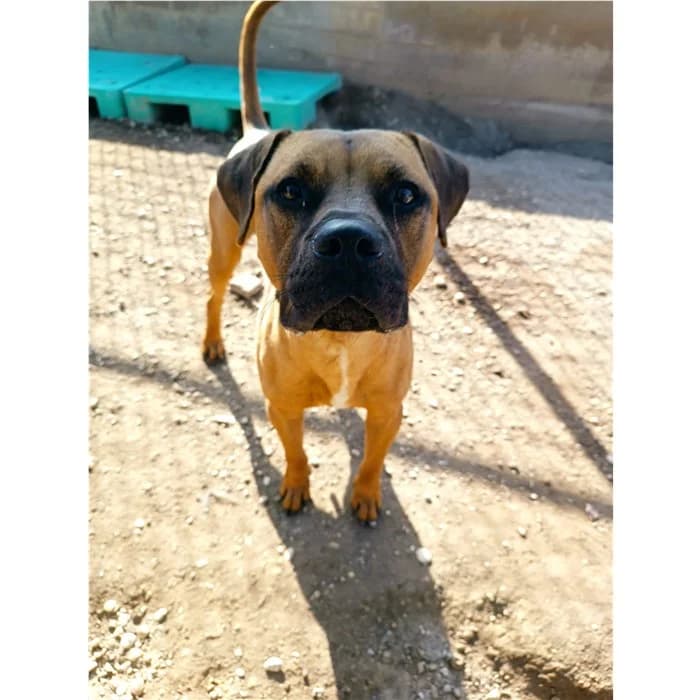 Simba, Fulvo male young Pit Bull Terrier for adoption at Canile della Muratella, Roma