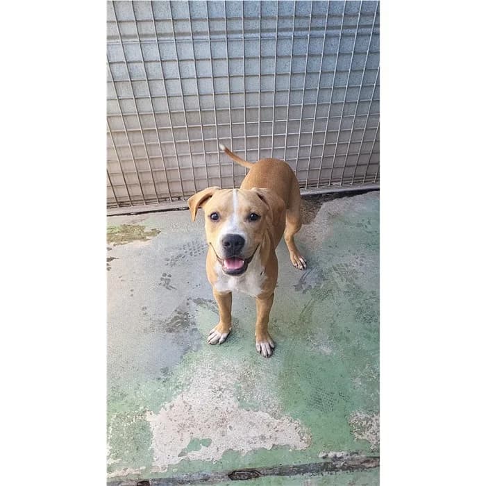 Pierino, Beige male puppy mixed breed for adoption at Canile della Muratella, Roma