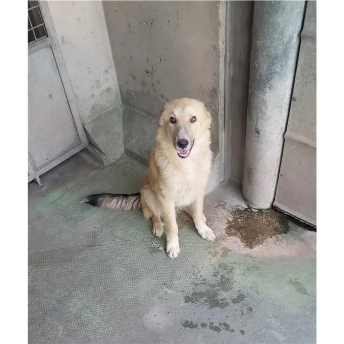 Leo, Beige male puppy mixed breed for adoption at Canile della Muratella, Roma
