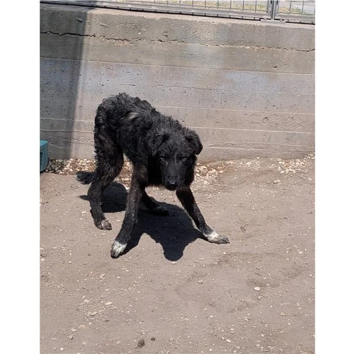 Kumi, Nero Bianco female puppy mixed breed for adoption at Canile della Muratella, Roma