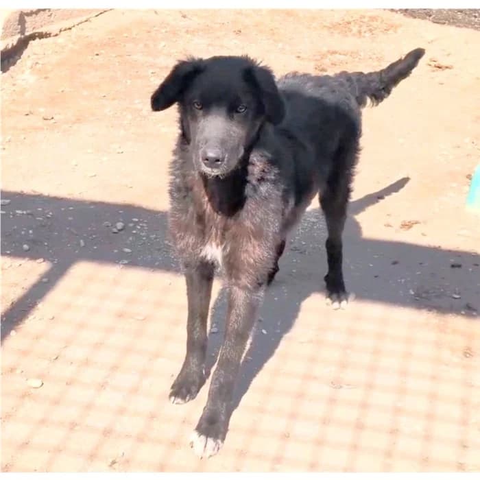 Virgola, Nero female puppy mixed breed for adoption at Canile della Muratella, Roma