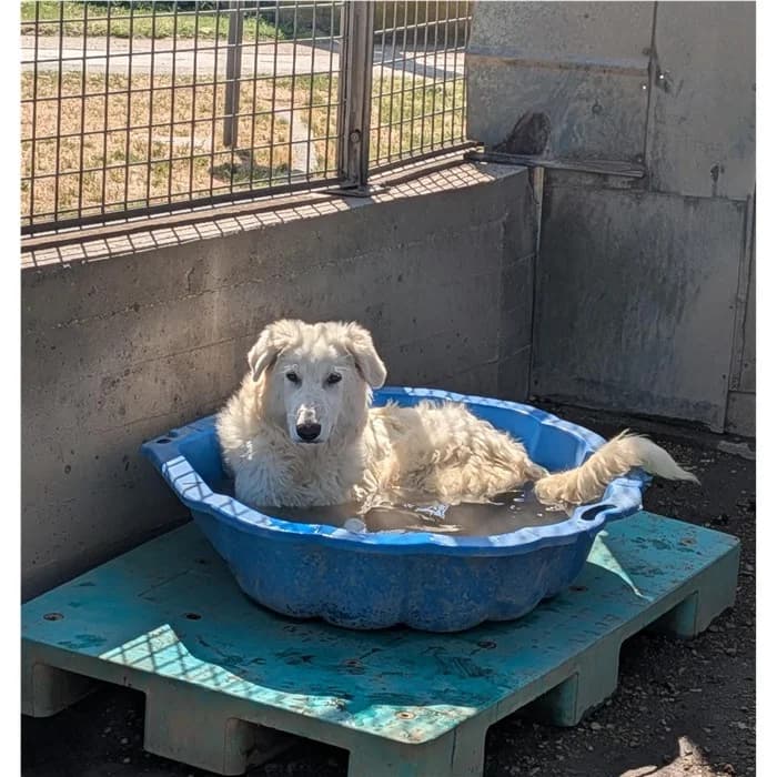 Cosino, Bianco male puppy mixed breed for adoption at Canile della Muratella, Roma