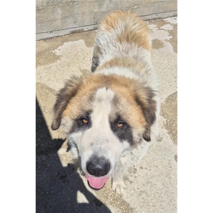 Panda, tricolore male young mixed breed for adoption at Canile della Muratella, Roma