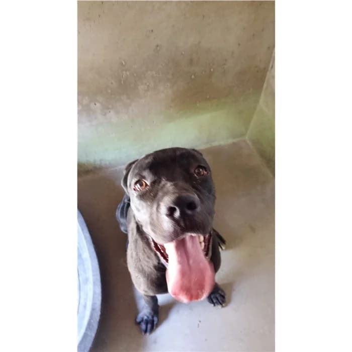 Naos, Nero male young mixed breed for adoption at Canile della Muratella, Roma