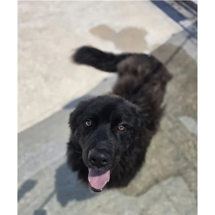 Ombra, Nero male young mixed breed for adoption at Canile della Muratella, Roma