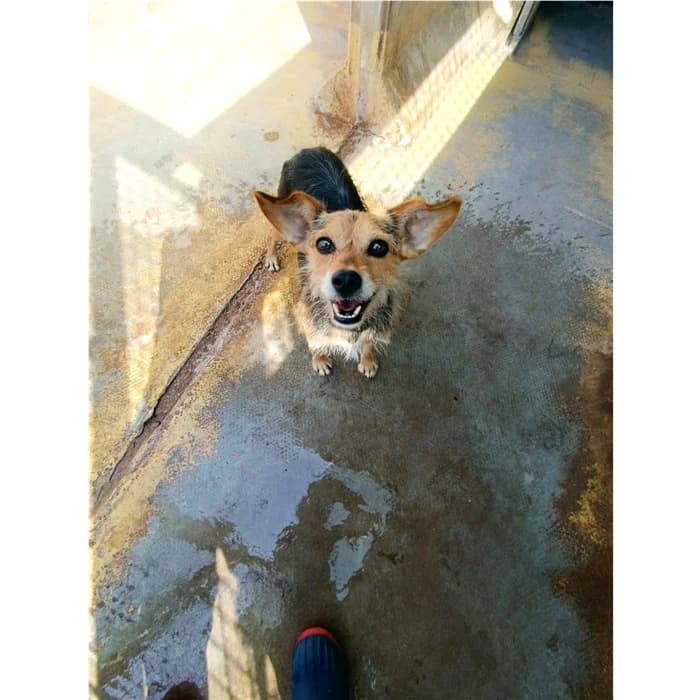Virgolo, Nero Focato male young mixed breed for adoption at Canile della Muratella, Roma