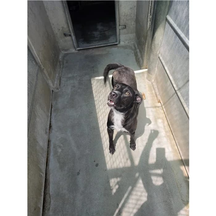 Enzo, Nero male young mixed breed for adoption at Canile della Muratella, Roma