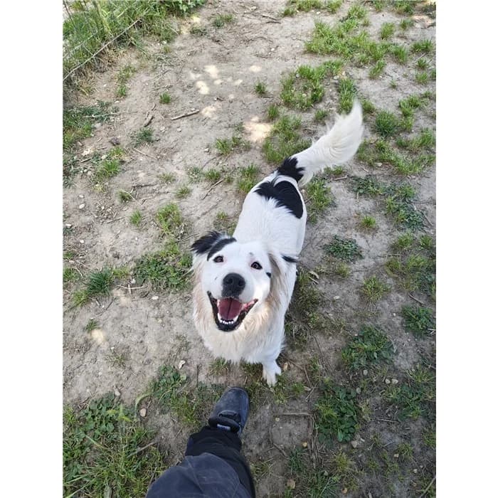 Mochi, Bianco Nero female 4yo mixed breed for adoption at Canile della Muratella, Roma