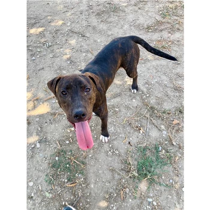 Tino, Tigrato bianco male young mixed breed for adoption at Canile della Muratella, Roma