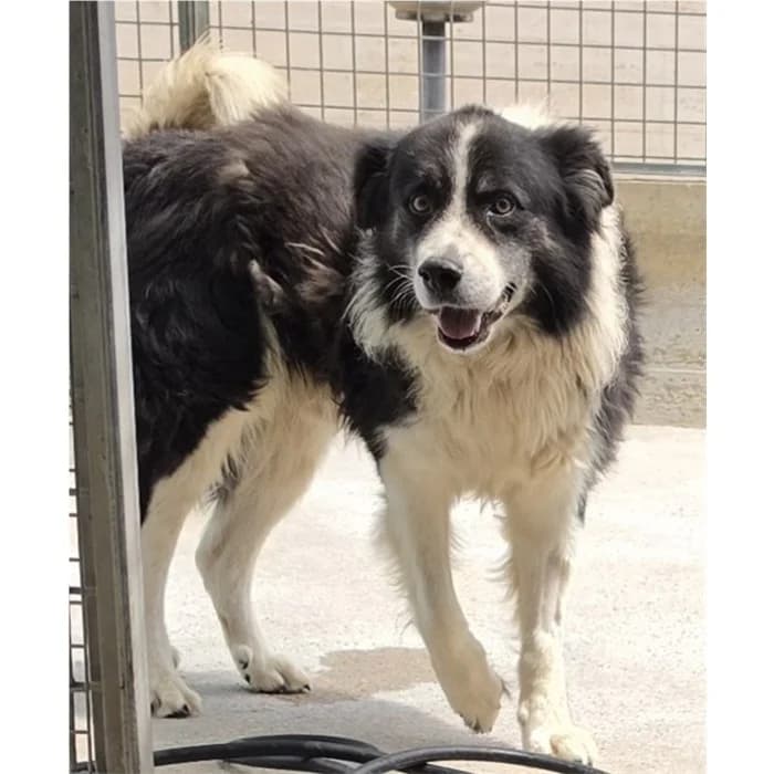 Gianni, Nero Bianco male 6yo mixed breed for adoption at Canile della Muratella, Roma
