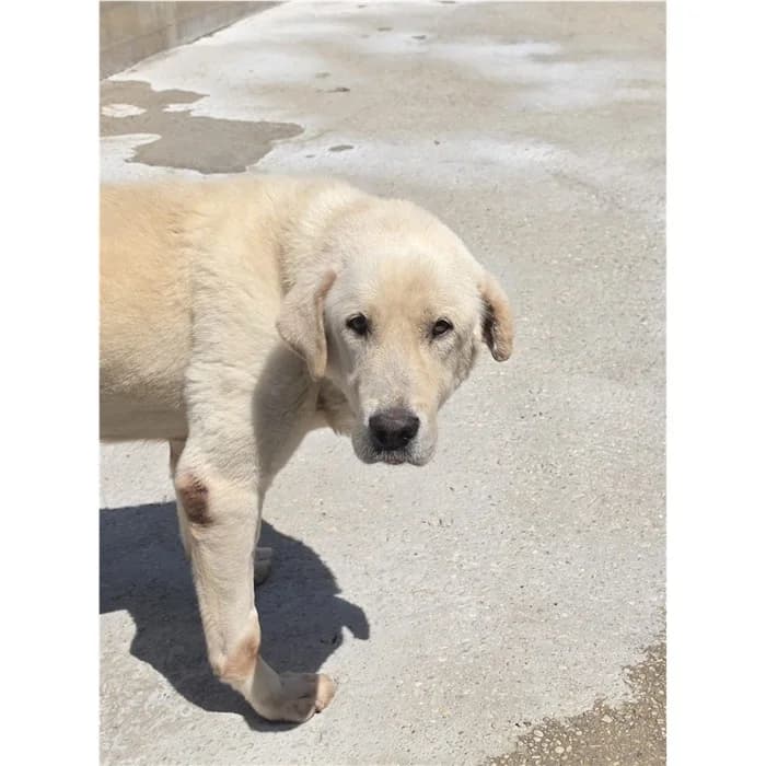 Giulaio, Bianco male senior mixed breed for adoption at Canile della Muratella, Roma