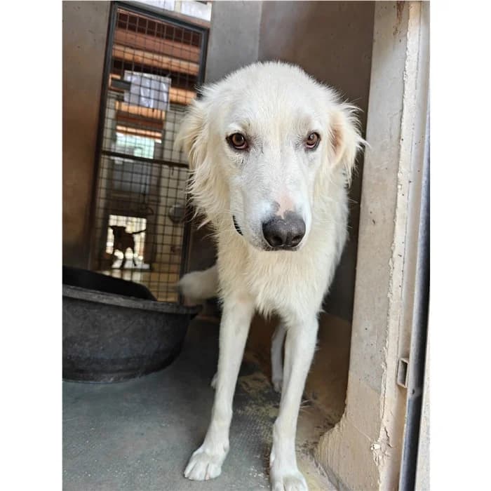 Juanito, Bianco male young mixed breed for adoption at Canile della Muratella, Roma