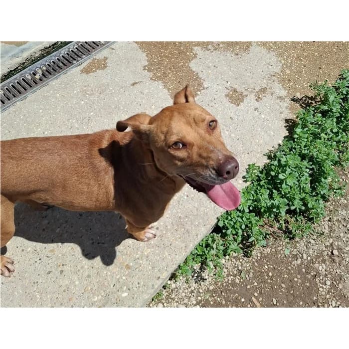 Maduo, Fulvo male 4yo mixed breed for adoption at Canile della Muratella, Roma