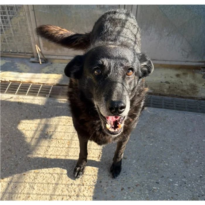 Ossidiana, Nero female 7yo mixed breed for adoption at Canile della Muratella, Roma