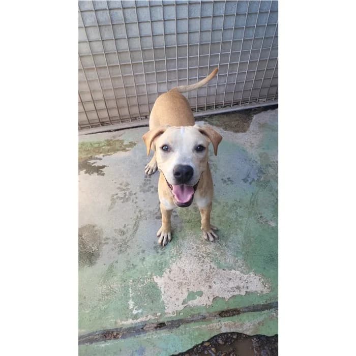 Maurizietto, Bianco beige male puppy mixed breed for adoption at Canile della Muratella, Roma