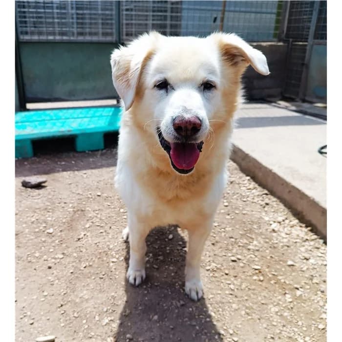 Squiddi, Beige male senior mixed breed for adoption at Canile della Muratella, Roma