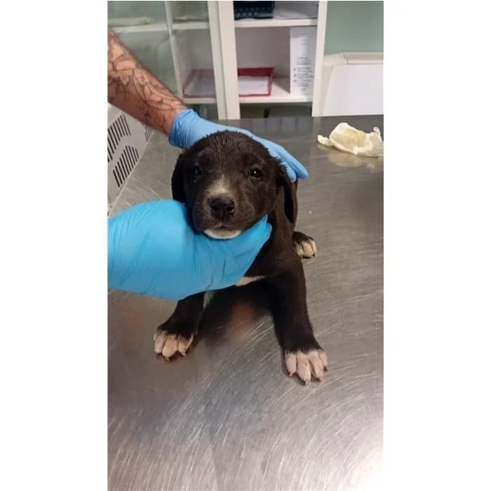 Porastella, Nero Bianco female puppy mixed breed for adoption at Canile della Muratella, Roma