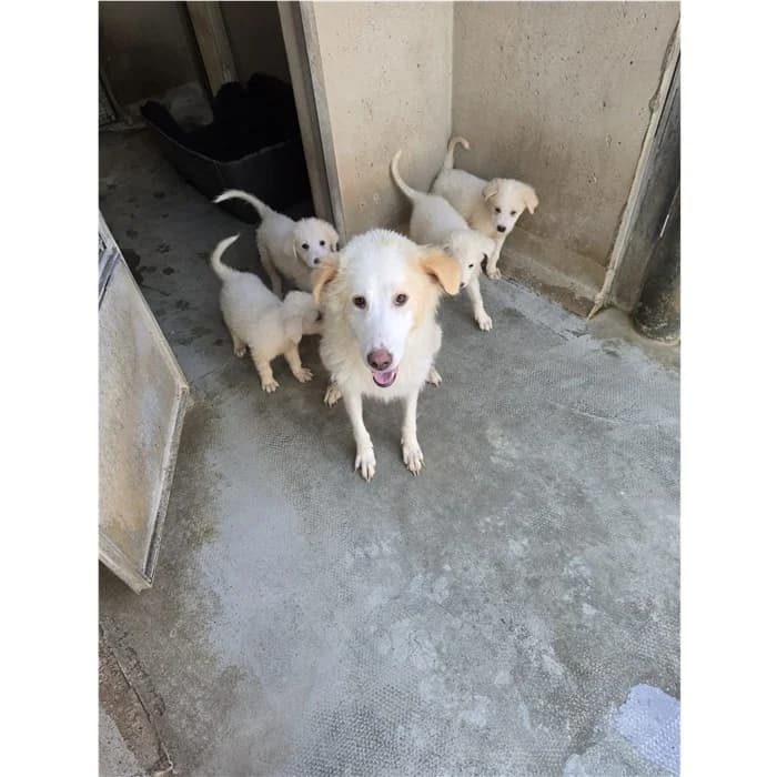 Maremamma, Bianco female young mixed breed for adoption at Canile della Muratella, Roma