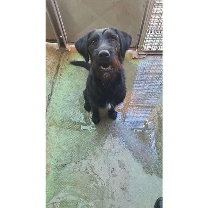Moretta, Nero female young mixed breed for adoption at Canile della Muratella, Roma