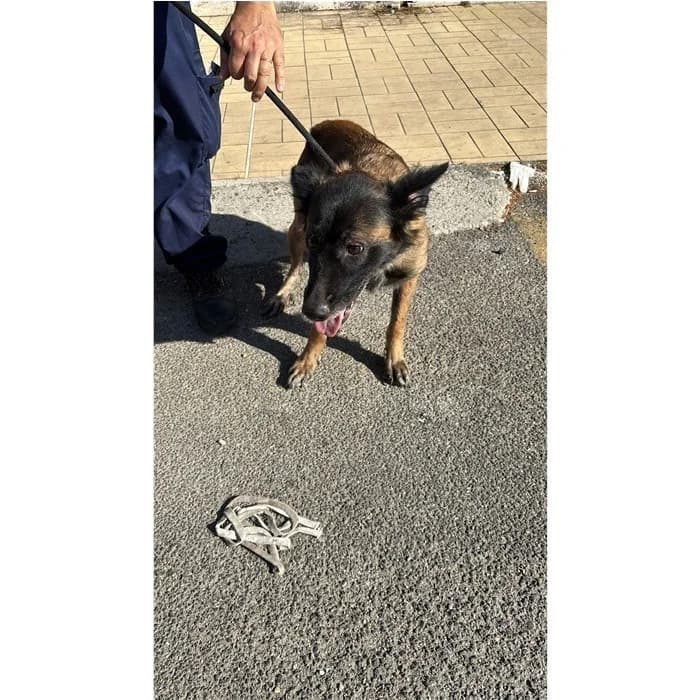 Juanita, fulvo nero female young mixed breed for adoption at Canile della Muratella, Roma