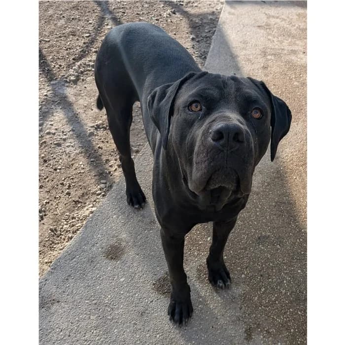 Bono, Nero male young Cane Corso for adoption at Canile della Muratella, Roma