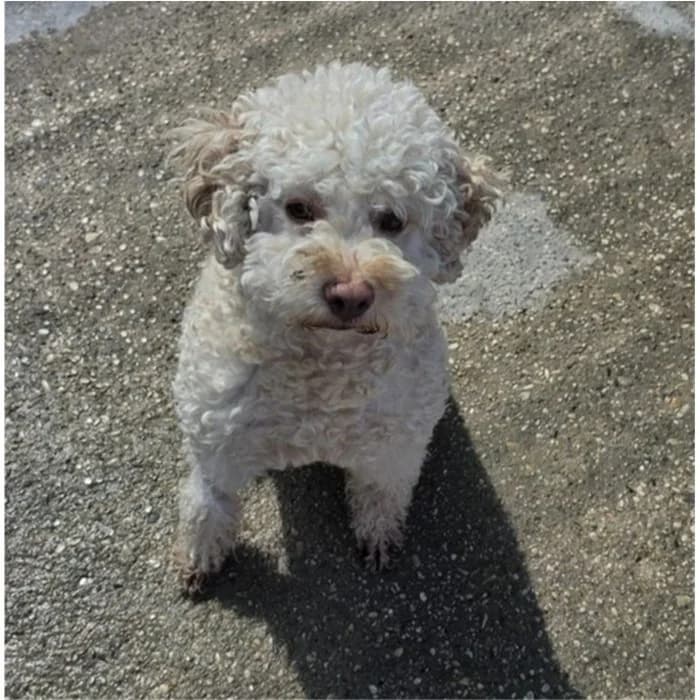 Teddy, bianco arancio male 4yo mixed breed for adoption at Canile della Muratella, Roma
