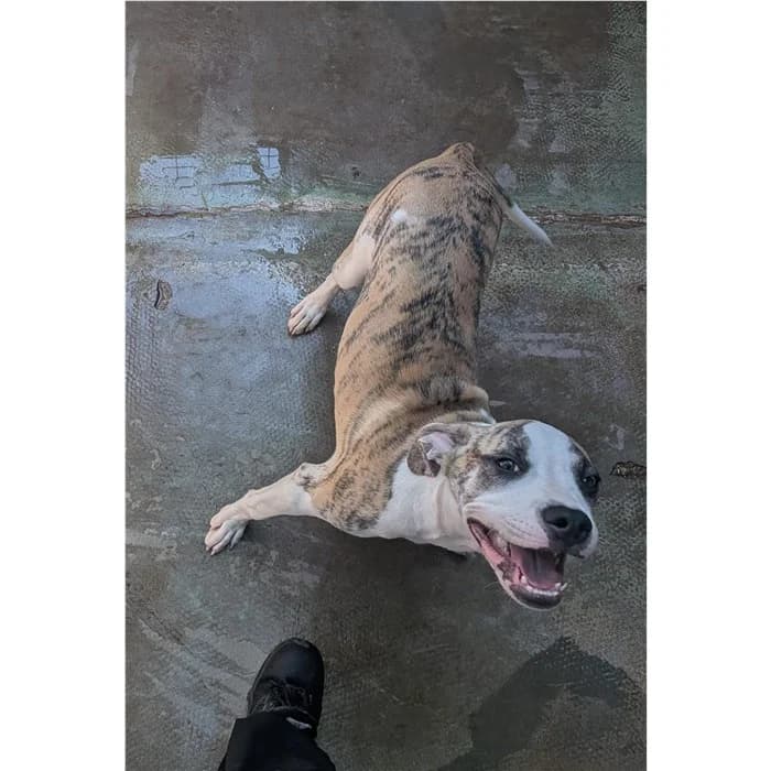 Bud, Tigrato bianco male puppy mixed breed for adoption at Canile della Muratella, Roma