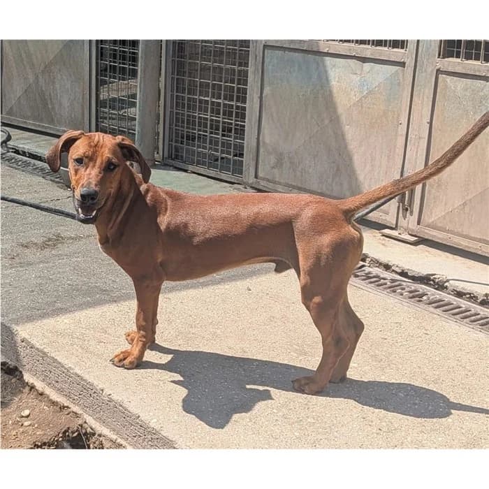 Tequilino, Fulvo male puppy mixed breed for adoption at Canile della Muratella, Roma