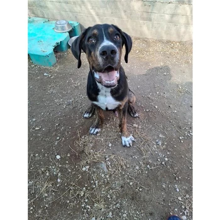 Ozzy, tricolore male puppy mixed breed for adoption at Canile della Muratella, Roma