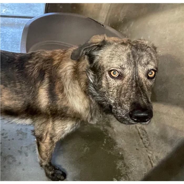 Argo, tigrato marrone male young mixed breed for adoption at Canile della Muratella, Roma