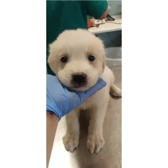 Harper, Bianco female puppy mixed breed for adoption at Canile della Muratella, Roma