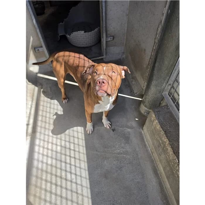 Lindo, fulvo bianco male young Pit Bull Terrier for adoption at Canile della Muratella, Roma
