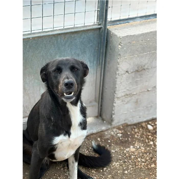 Benedetta, Nero Bianco female young mixed breed for adoption at Canile della Muratella, Roma