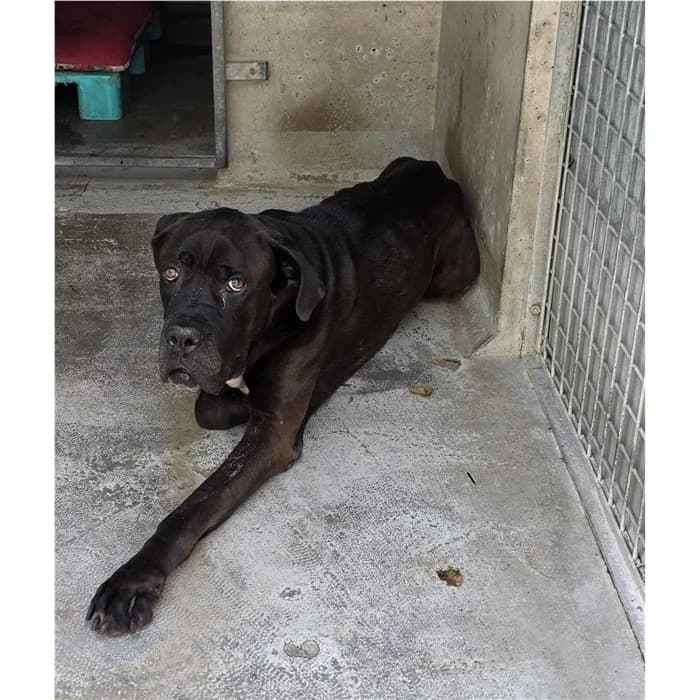 Caronte, Nero Bianco male senior Cane Corso for adoption at Canile della Muratella, Roma
