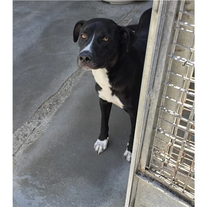 Mastro, Nero Bianco male young mixed breed for adoption at Canile della Muratella, Roma