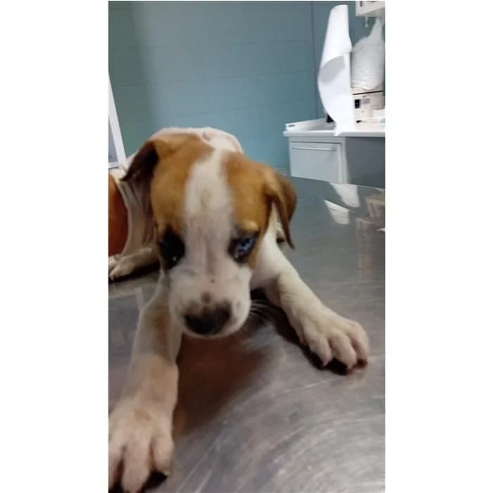 Bublu', fulvo bianco male puppy mixed breed for adoption at Canile della Muratella, Roma