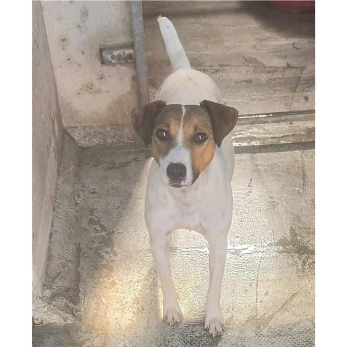 Ruanda, Bianco Fulvo female young Jack Russell Terrier for adoption at Canile della Muratella, Roma