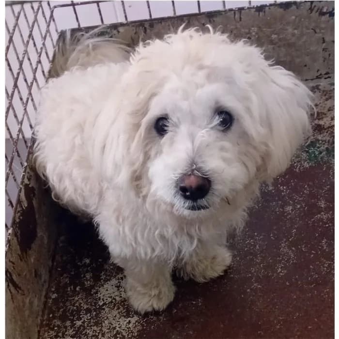 Rocco, Bianco male young mixed breed for adoption at Canile della Muratella, Roma