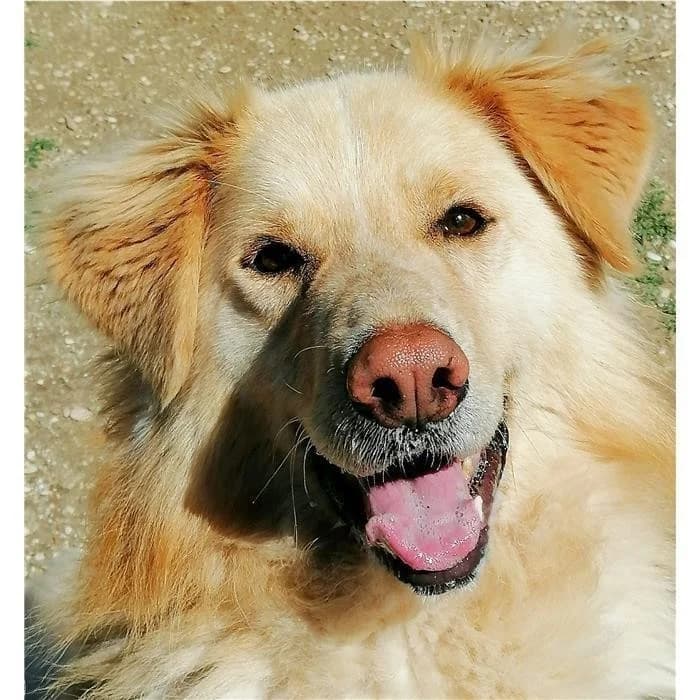 Frank, Fulvo male 6yo Golden Retriever for adoption at Canile della Muratella, Rome