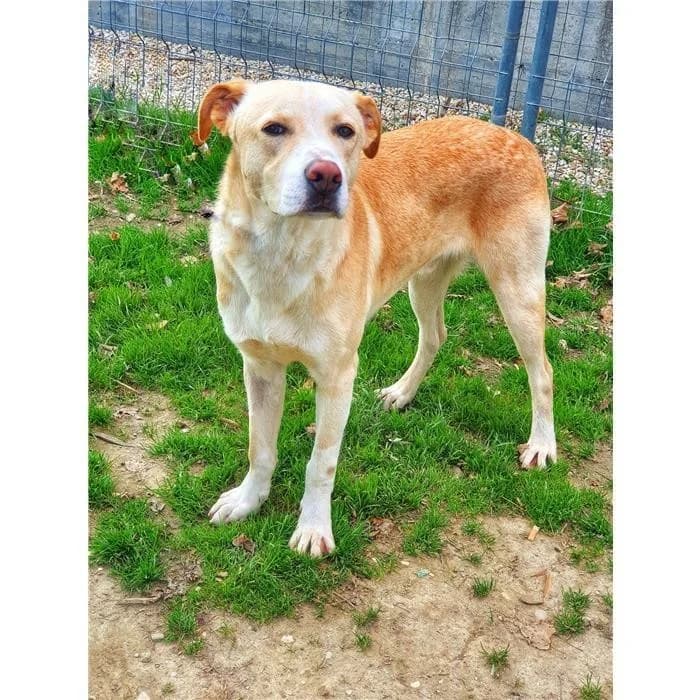 Remo, Beige bianco male 6yo mixed breed for adoption at Canile della Muratella, Rome