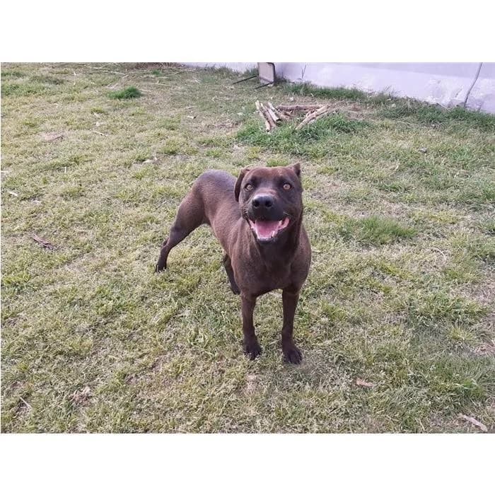 Picchio, Marrone male senior Pit Bull Terrier for adoption at Canile della Muratella, Rome