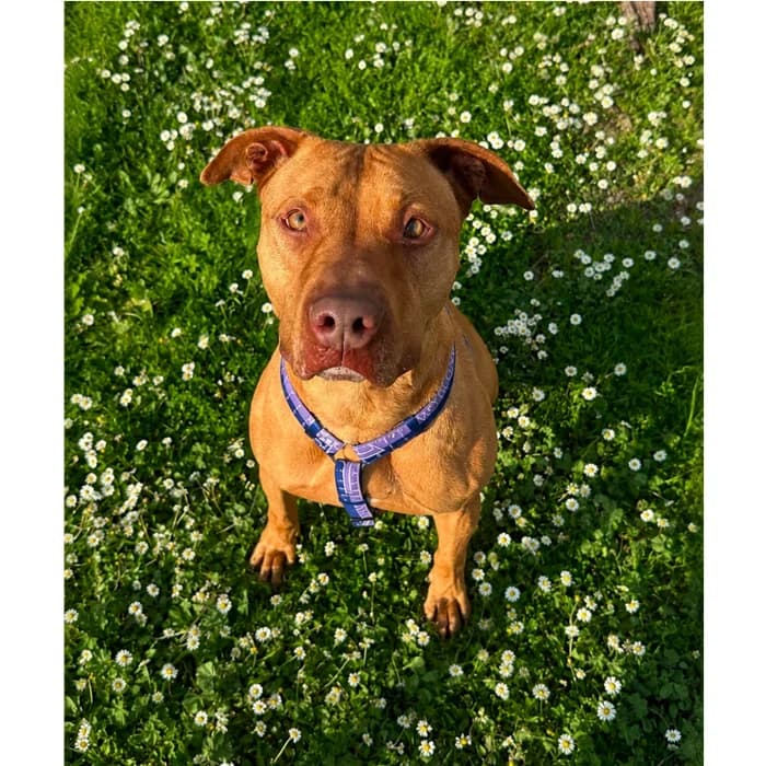 Logan, Beige male 6yo American Staffordshire Terrier for adoption at Canile della Muratella, Rome