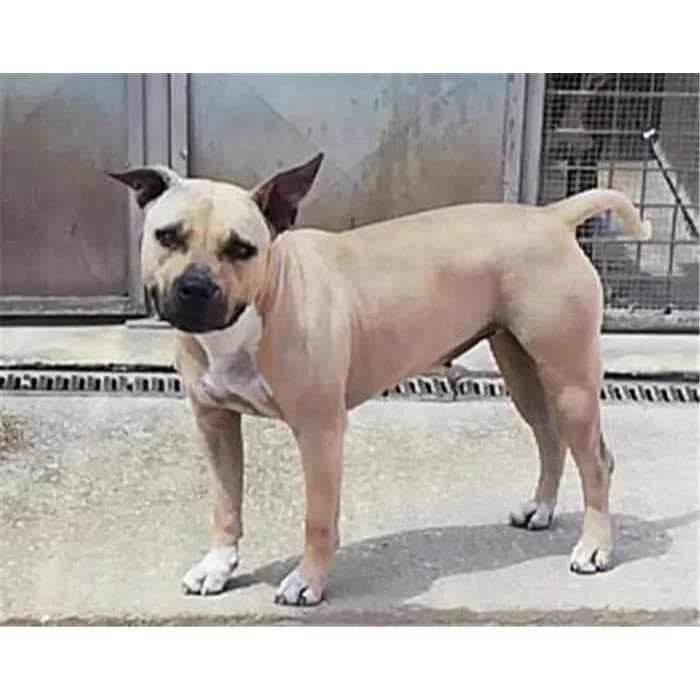 Venere, Fulvo female senior American Staffordshire Terrier for adoption at Canile della Muratella, Rome