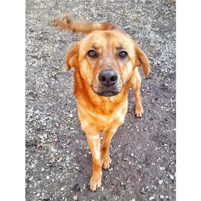 Yuri, Fulvo male senior mixed breed for adoption at Canile della Muratella, Rome