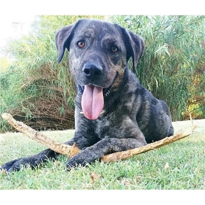 Bingo, Tigrato male senior Cane Corso for adoption at Canile della Muratella, Rome