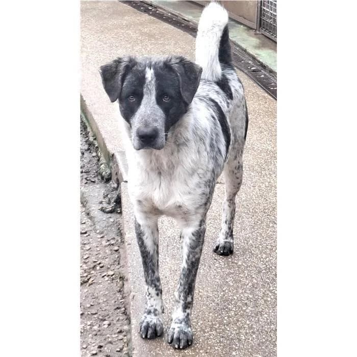 Fred, Nero Focato male 4yo mixed breed for adoption at Canile della Muratella, Rome