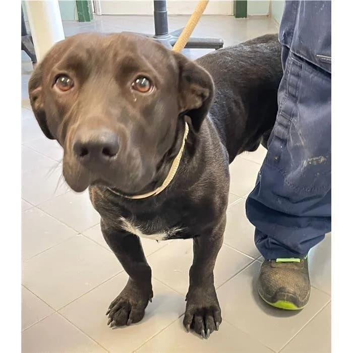 Cappellotto, Nero male 4yo mixed breed for adoption at Canile della Muratella, Rome
