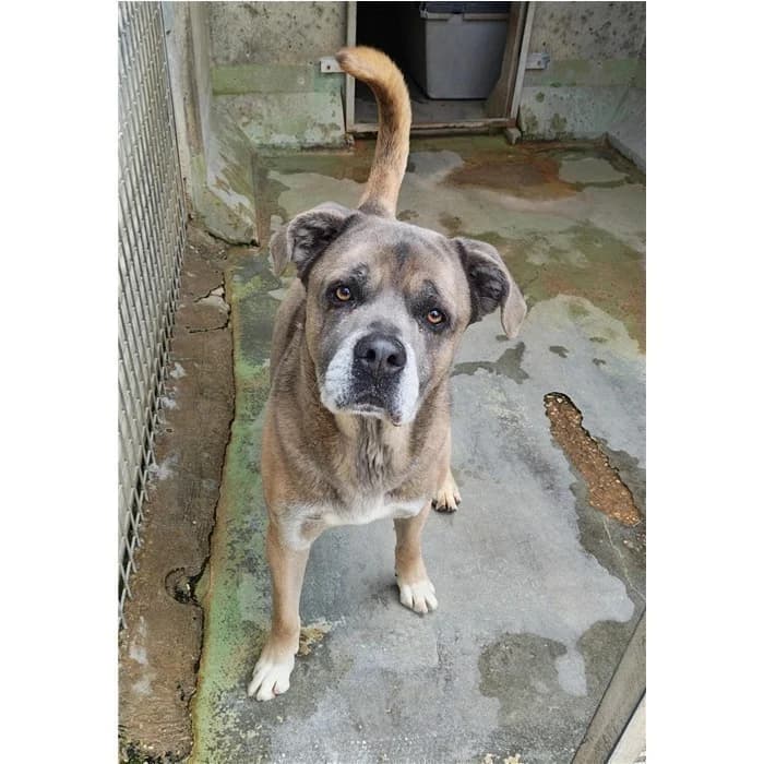 Volt, Grigio Bianco male 6yo Pit Bull Terrier for adoption at Canile della Muratella, Rome