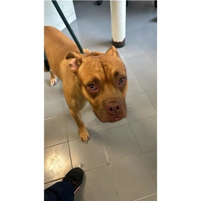 Pig, Fulvo male 3yo Pit Bull Terrier for adoption at Canile della Muratella, Rome