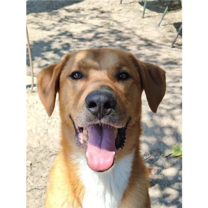 Homer, Fulvo male 7yo mixed breed for adoption at Canile della Muratella, Rome